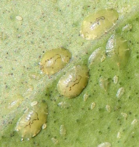 Réf. 209 103 : Coccus viridis